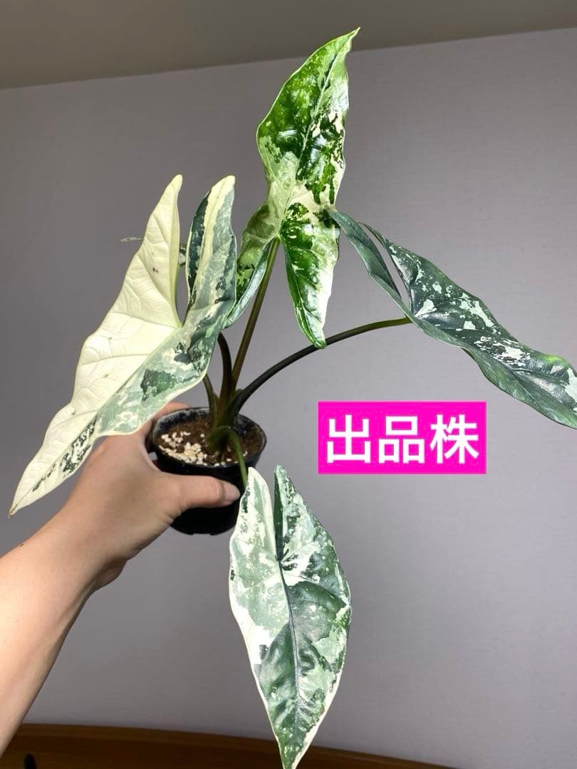 テ*ー様 【超希少‼️美株✨】アロカシア　シンポ　アルボ　斑入り　白斑　レア　人