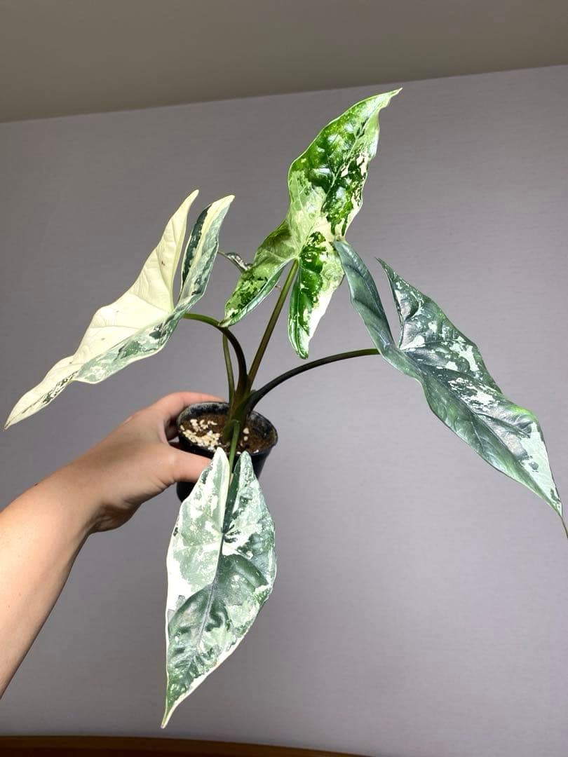 テ*ー様 【超希少‼️美株✨】アロカシア　シンポ　アルボ　斑入り　白斑　レア　人
