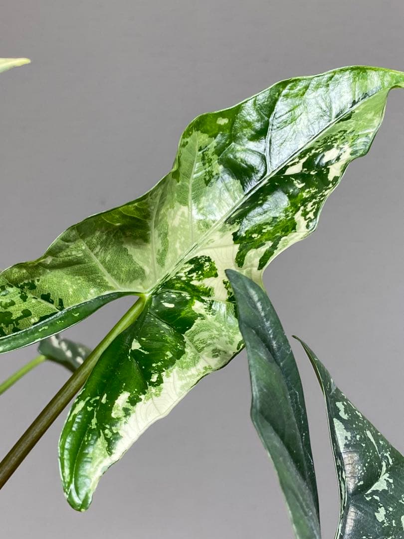 テ*ー様 【超希少‼️美株✨】アロカシア　シンポ　アルボ　斑入り　白斑　レア　人