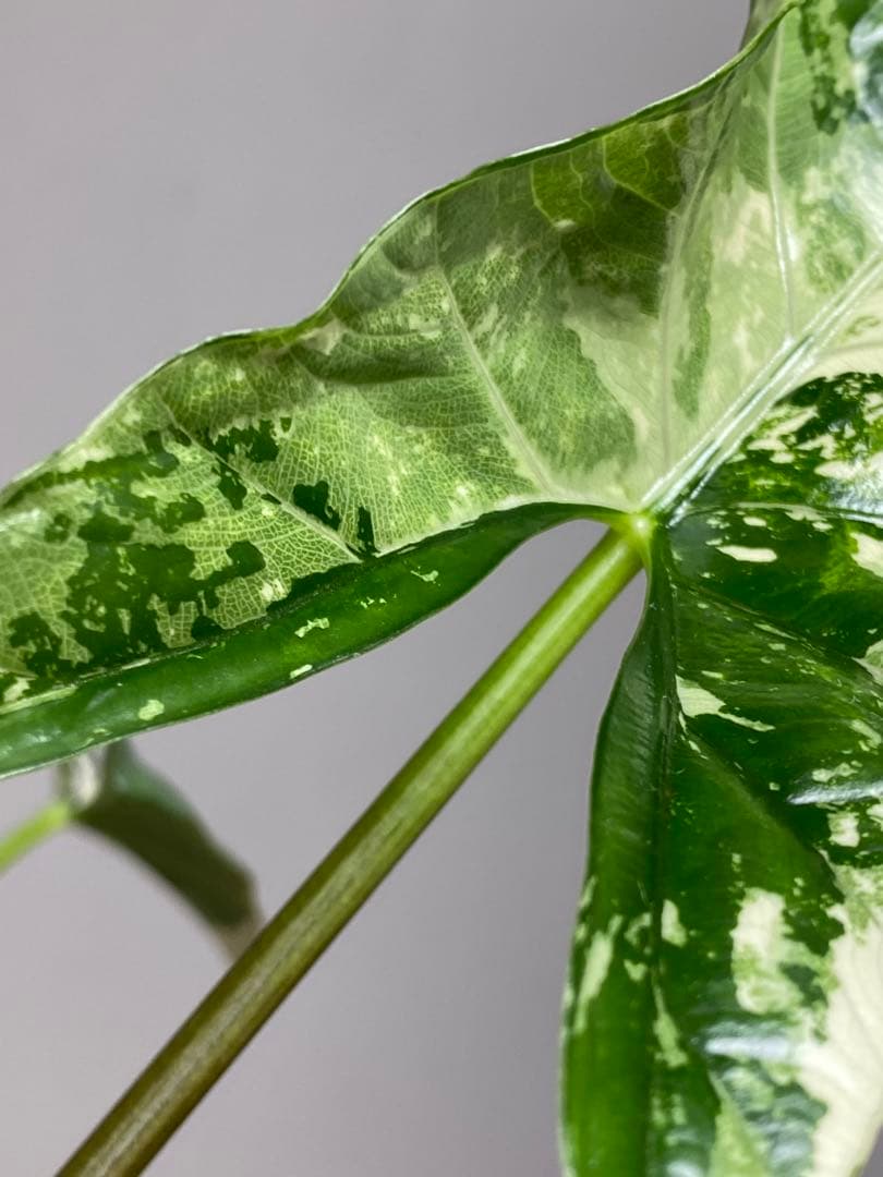 テ*ー様 【超希少‼️美株✨】アロカシア　シンポ　アルボ　斑入り　白斑　レア　人