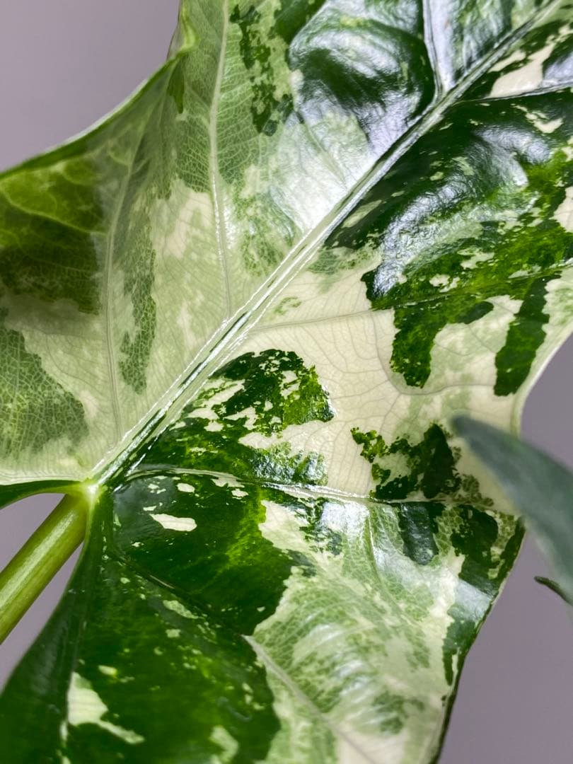 テ*ー様 【超希少‼️美株✨】アロカシア　シンポ　アルボ　斑入り　白斑　レア　人