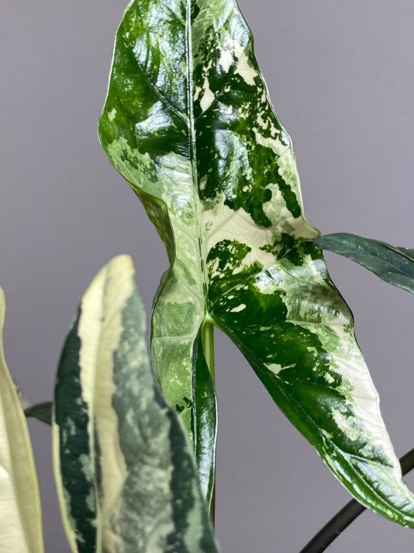 テ*ー様 【超希少‼️美株✨】アロカシア　シンポ　アルボ　斑入り　白斑　レア　人