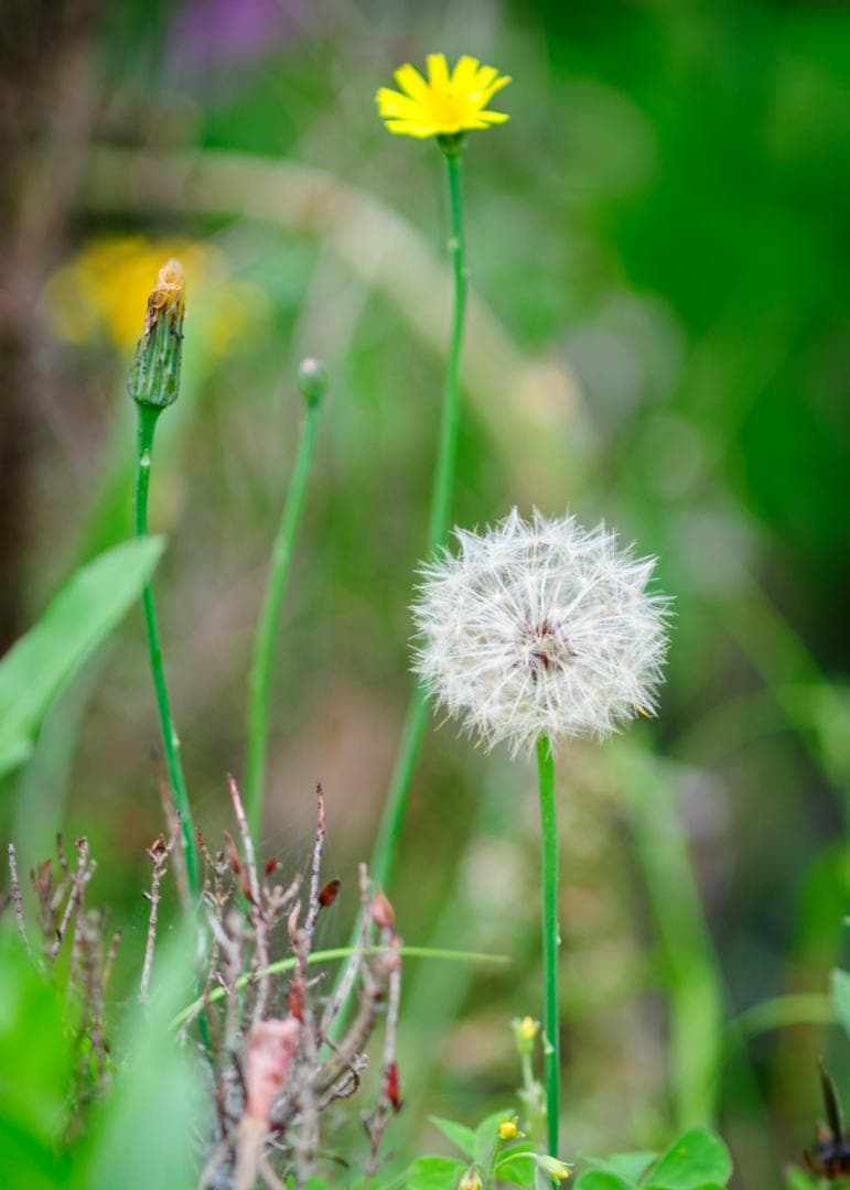 Nikon Nikkor Ai-S ED 300mm f/4.5 レンズ(良品)