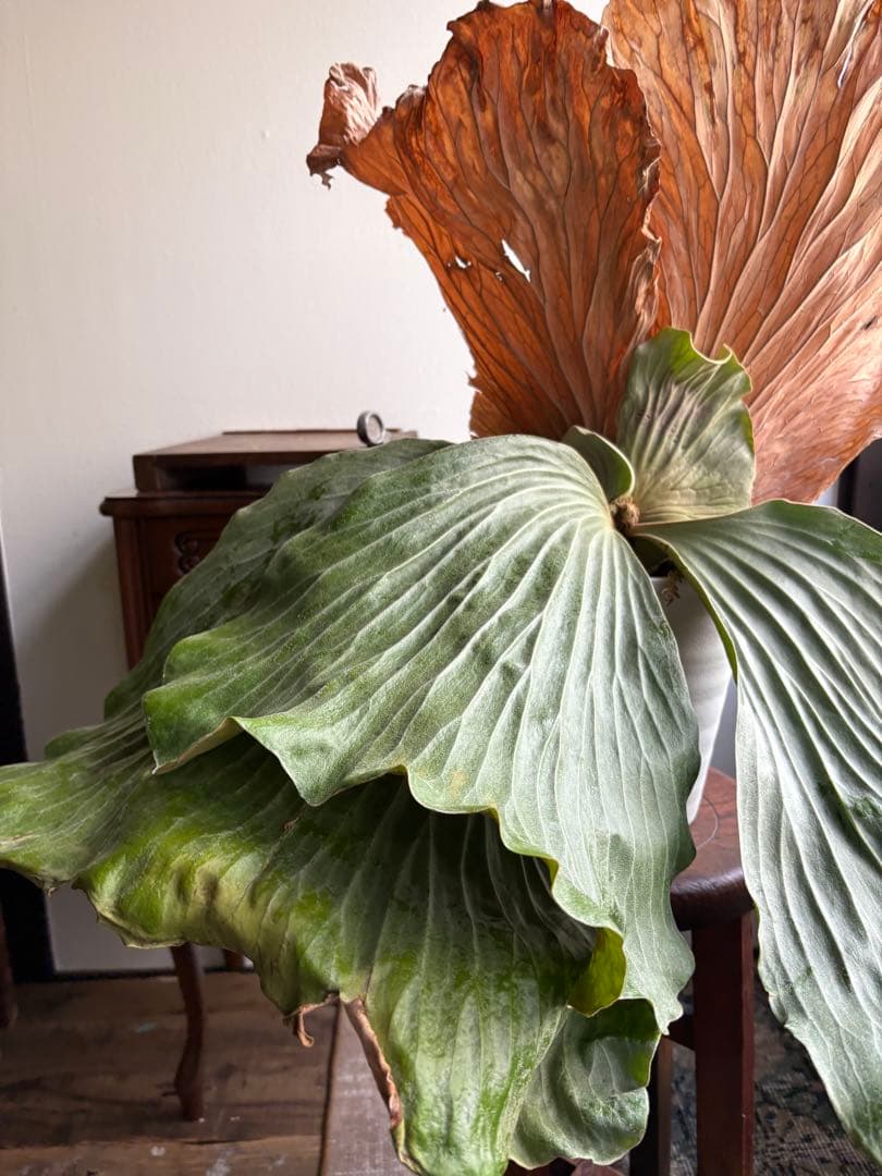 プラティセリウム エレファンティス ビカクシダ 6号鉢