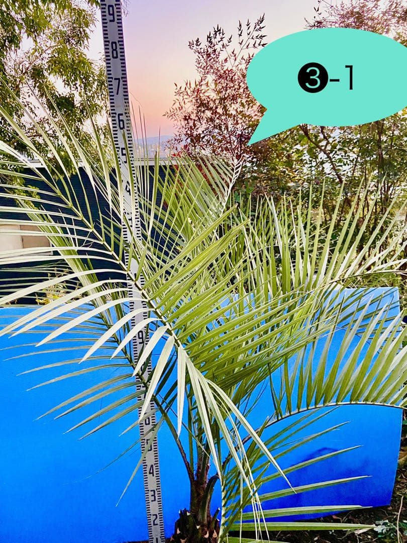 しろひろ 様用❸-1 ココスヤシ　超耐寒性