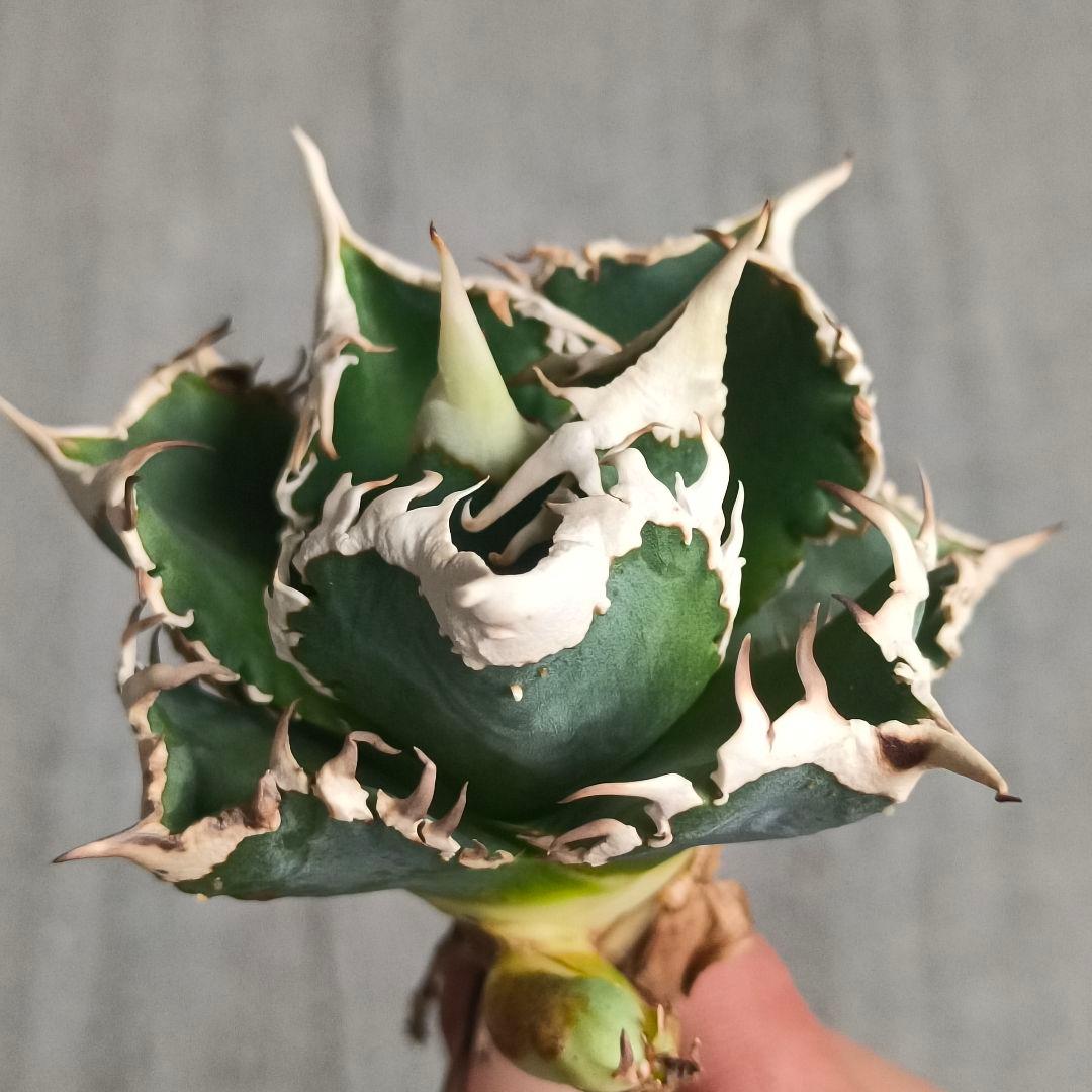 A032 特選 アガベチタノタ 大白鯊 強狂棘 極上白鋸歯 極上優良株 子株付