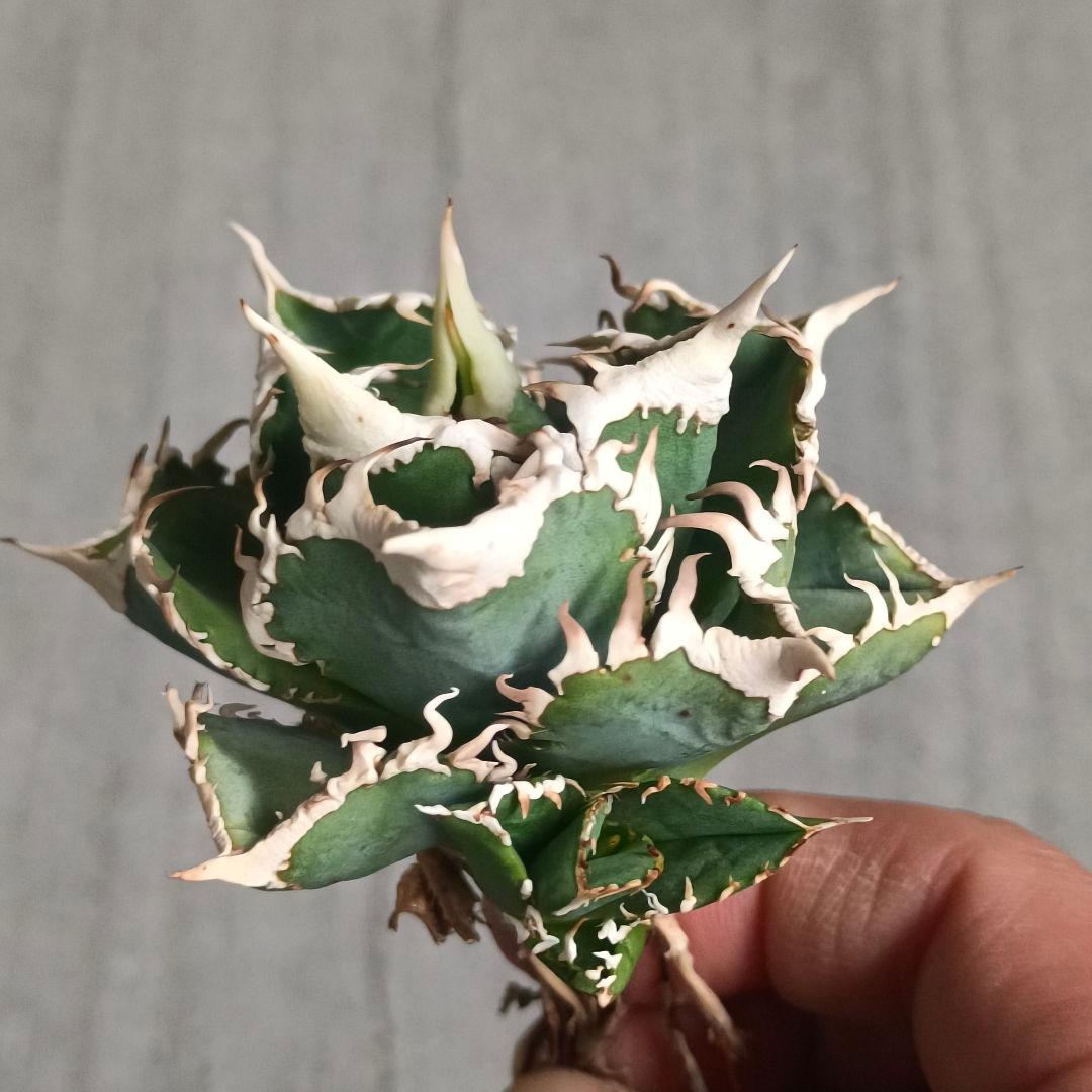 A032 特選 アガベチタノタ 大白鯊 強狂棘 極上白鋸歯 極上優良株 子株付