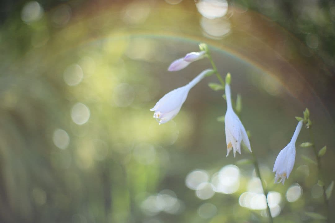 YASHICA AUTO YASHINON-DX 50mm F1.7 【良品】