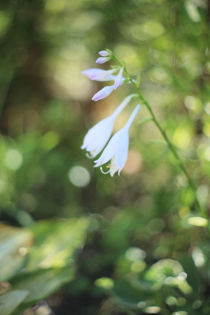 YASHICA AUTO YASHINON-DX 50mm F1.7 【良品】