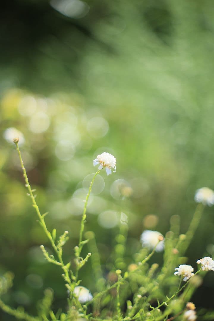 YASHICA AUTO YASHINON-DX 50mm F1.7 【良品】