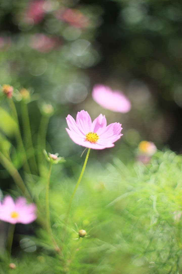 YASHICA AUTO YASHINON-DX 50mm F1.7 【良品】