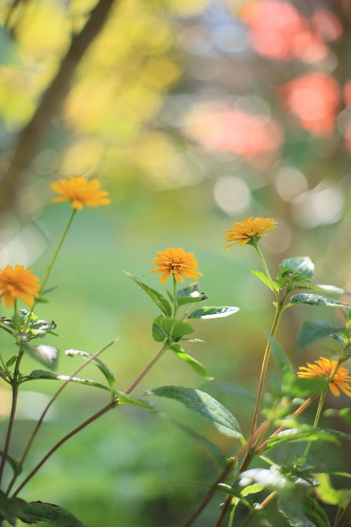 YASHICA AUTO YASHINON-DX 50mm F1.7 【良品】