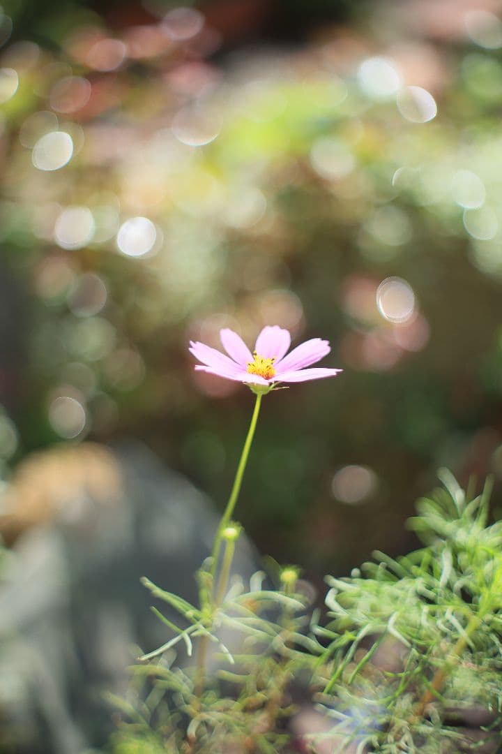 YASHICA AUTO YASHINON-DX 50mm F1.7 【良品】