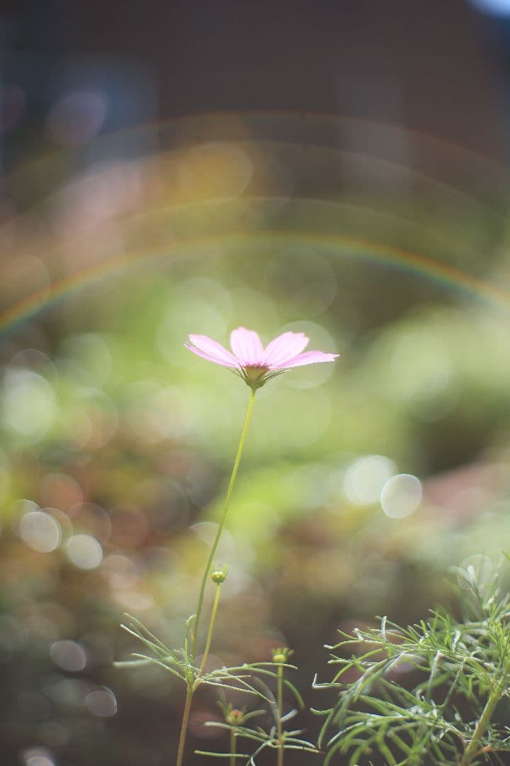 YASHICA AUTO YASHINON-DX 50mm F1.7 【良品】