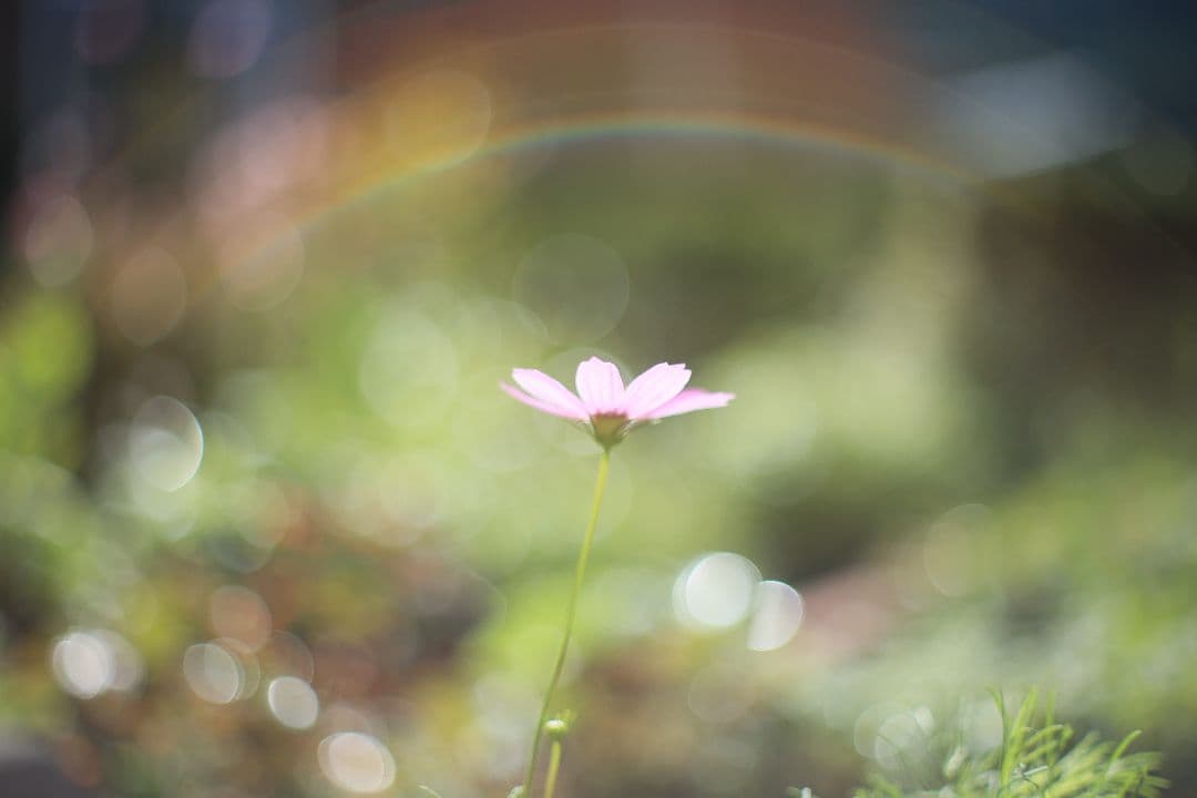 YASHICA AUTO YASHINON-DX 50mm F1.7 【良品】