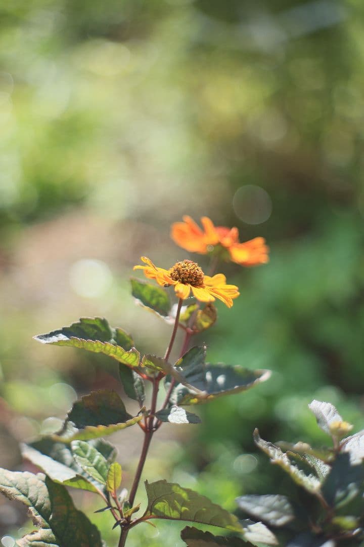 YASHICA AUTO YASHINON-DX 50mm F1.7 【良品】