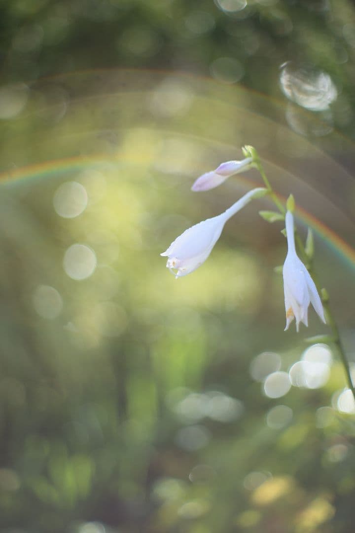 YASHICA AUTO YASHINON-DX 50mm F1.7 【良品】