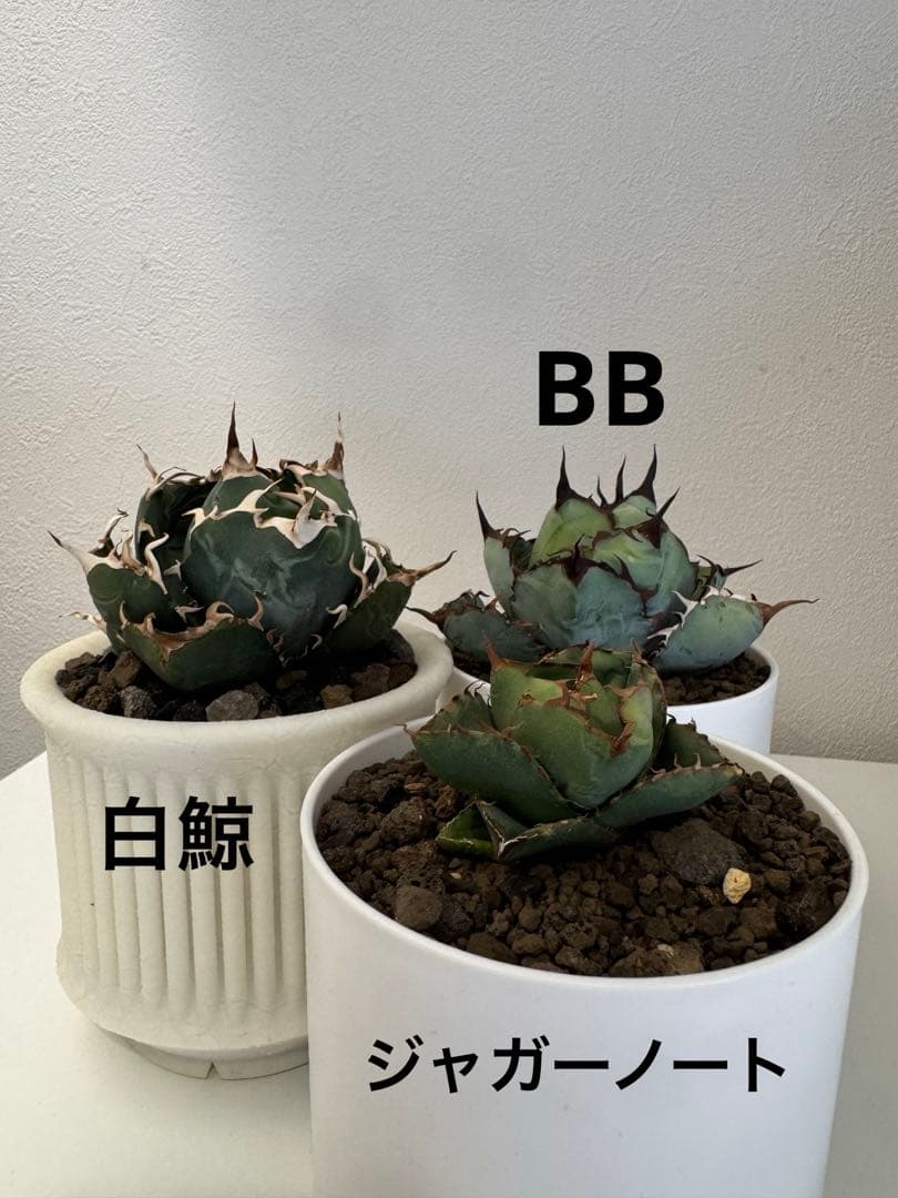 アガベ　チタノタ　セット販売