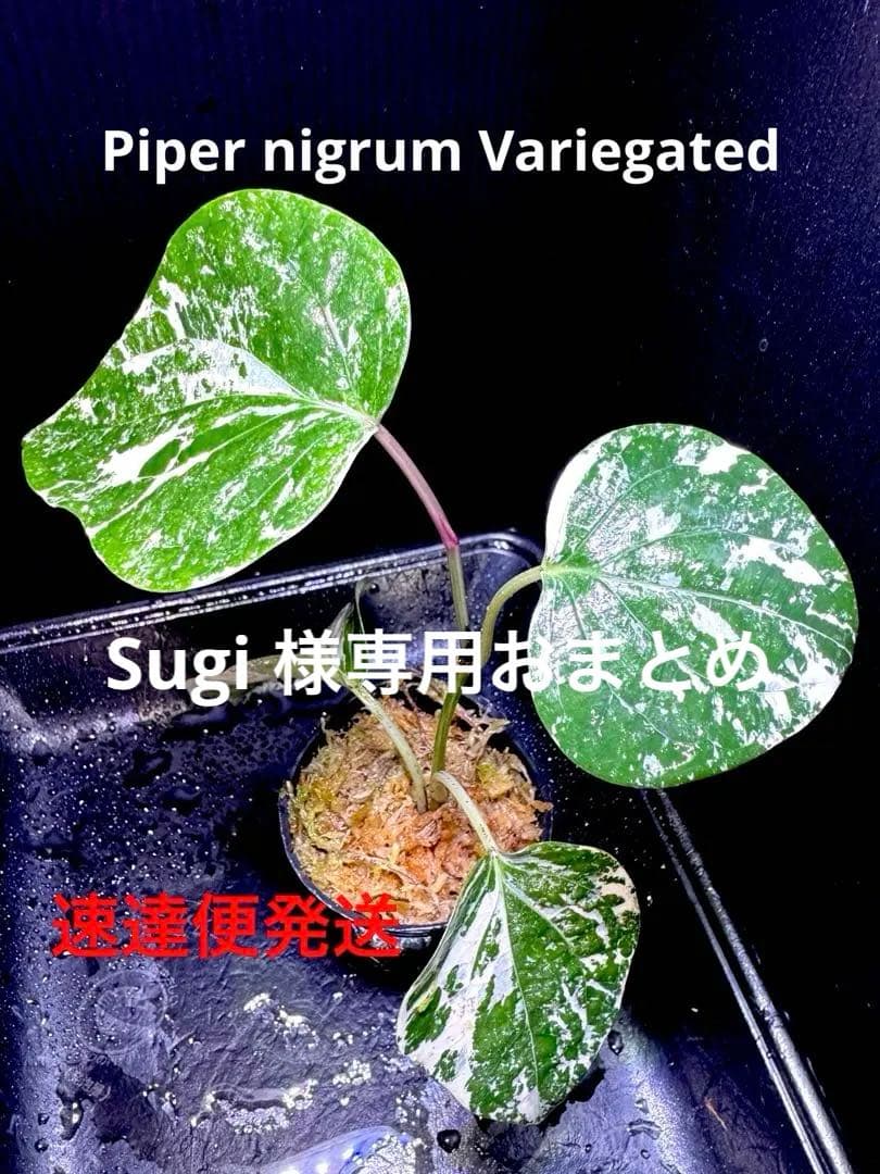 Sugi様 リクエスト 4点 まとめ商品