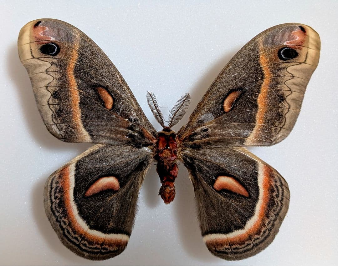 最後の個体　セクロピアサン　蛾　標本