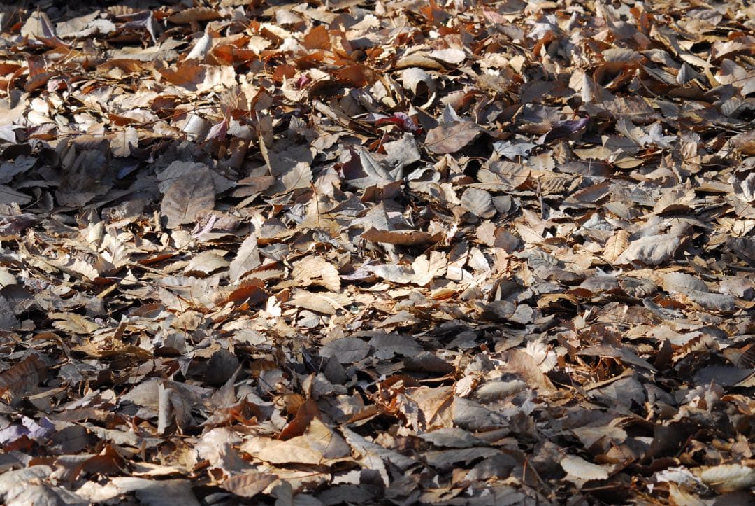 希少 美品 NIKON AF NIKKOR 70-210mm F4 S