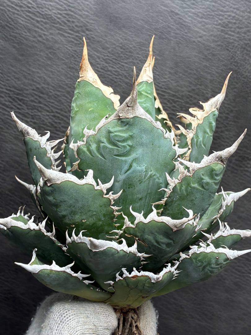 H*o様 アガベ チタノタ 「海王」ミイラ 極上絶狂棘 濃い緑肌 密棘 優良血統