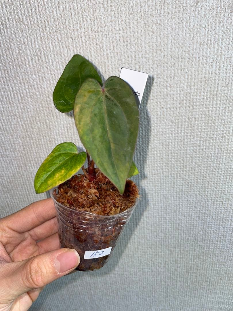 /*様 Anthurium AOS✖️RVDP斑入り