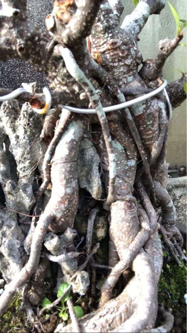 ガジュマル珊瑚石付き盆栽•持ち込み古い