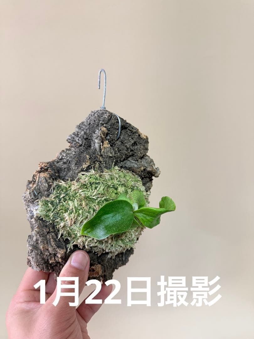 P. hillii 'Dragon Scale' ③子株ビカクシダ