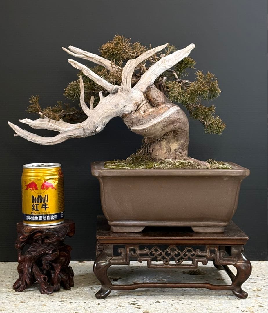 5*2様 [スペシャル❗️サービス❗️オークション盆栽]