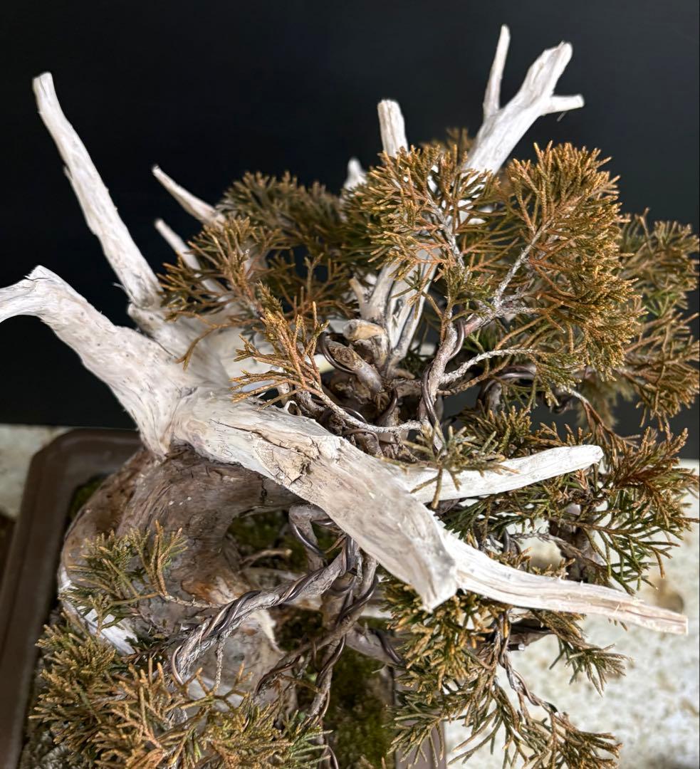 5*2様 [スペシャル❗️サービス❗️オークション盆栽]