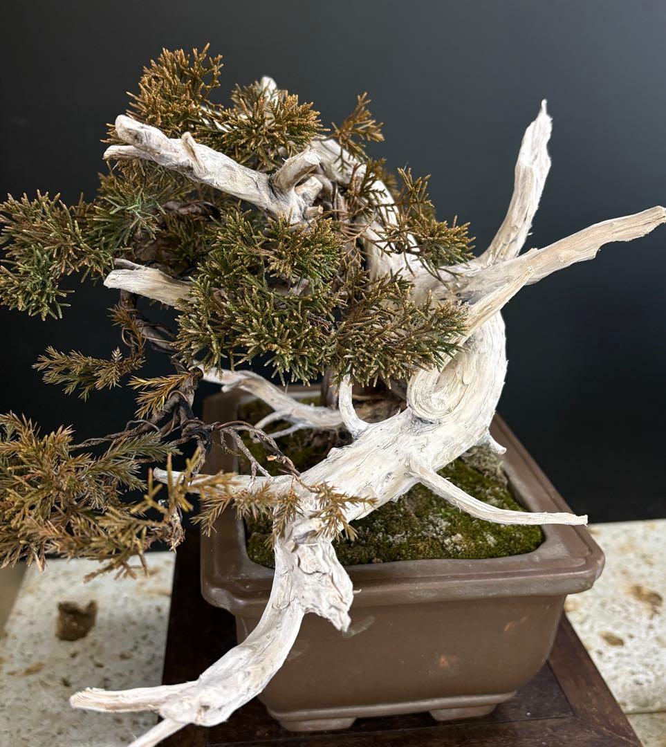 5*2様 [スペシャル❗️サービス❗️オークション盆栽]