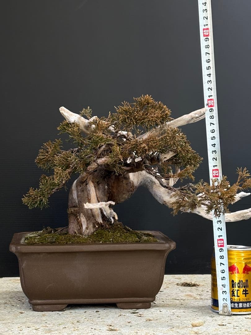 5*2様 [スペシャル❗️サービス❗️オークション盆栽]