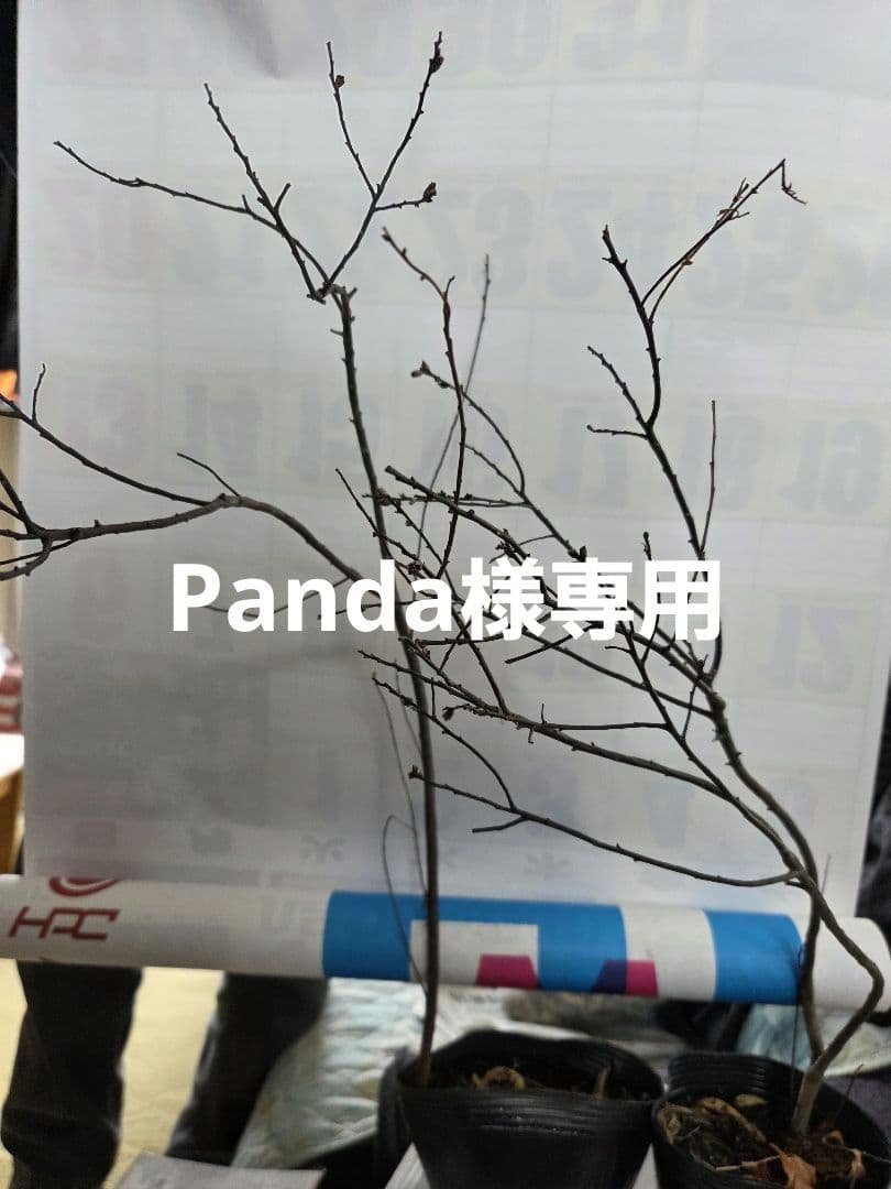 ヤチヤナギ(希少性)が有ります。