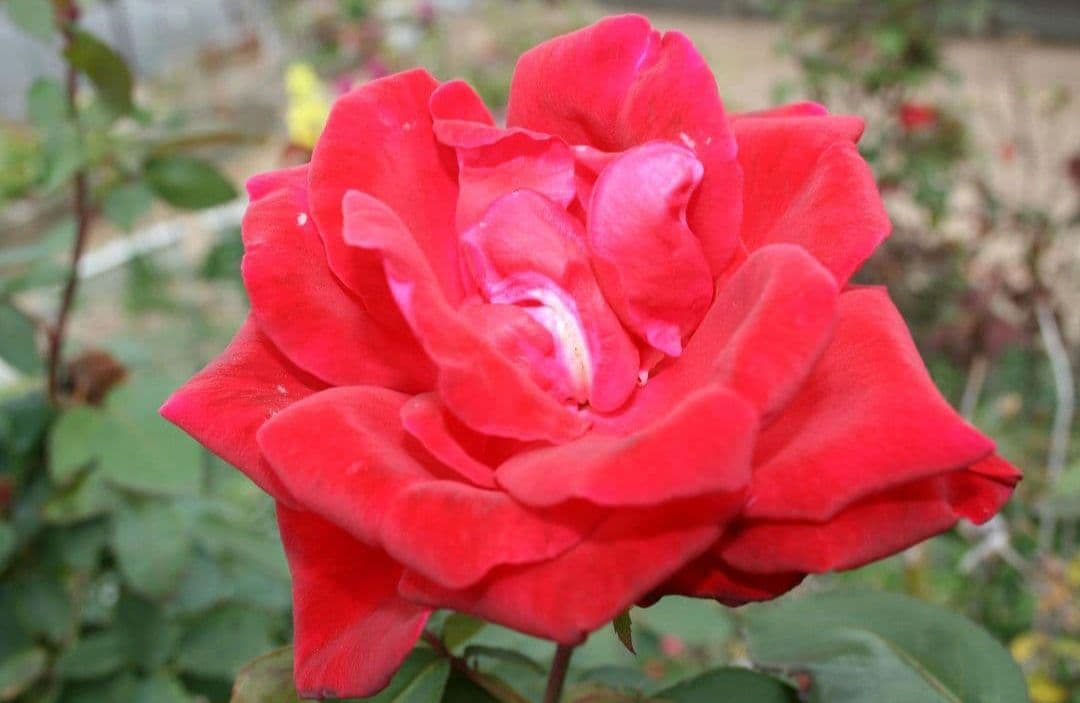 ワーユ アンゴロ プトラ様　　CANON　Eos Kiss　X♥初心者