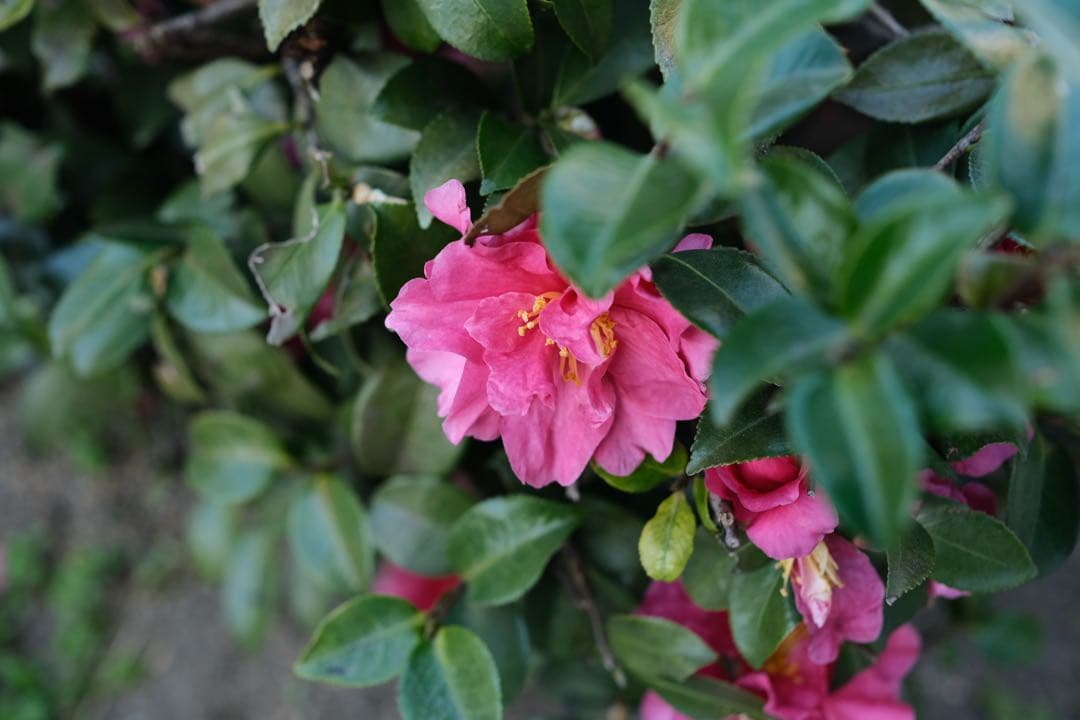 【極上品】XF33mm F1.4 R LM WR 豪華おまけ付き