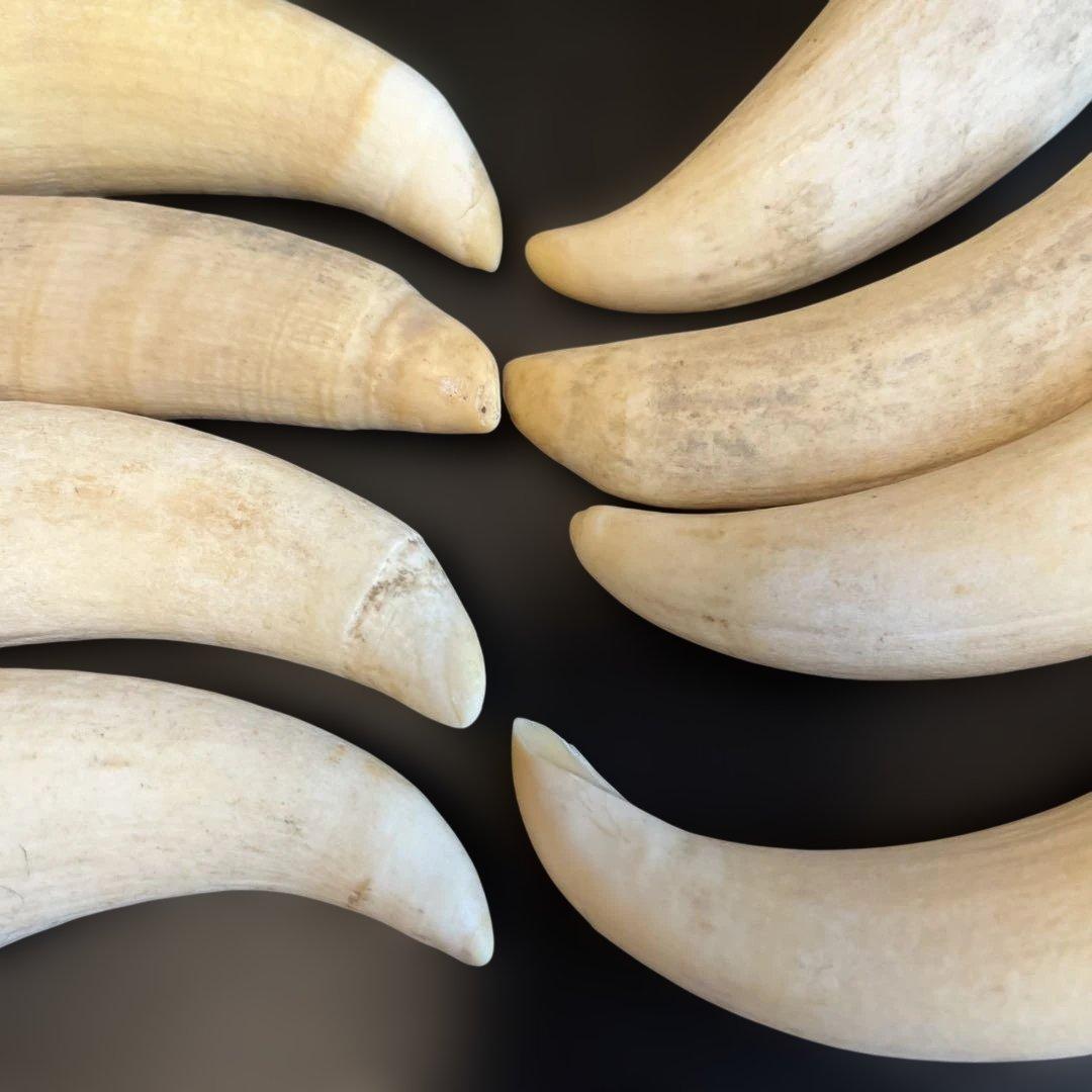 マッコウクジラ　鯨歯