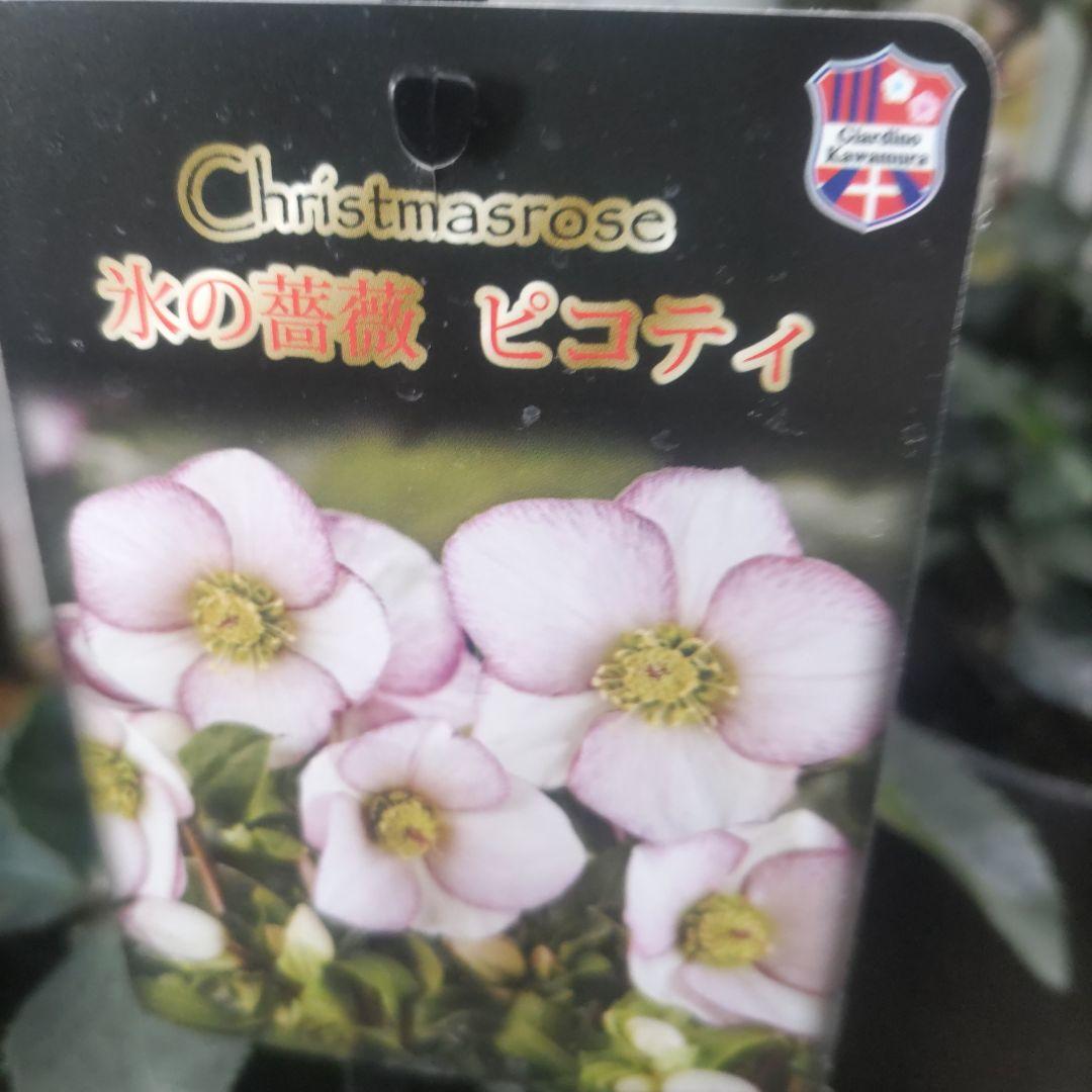 お買い得⭐️１３日入荷分⭐️クリスマスローズ⭐️氷の薔薇5号鉢⭐️5品種セット