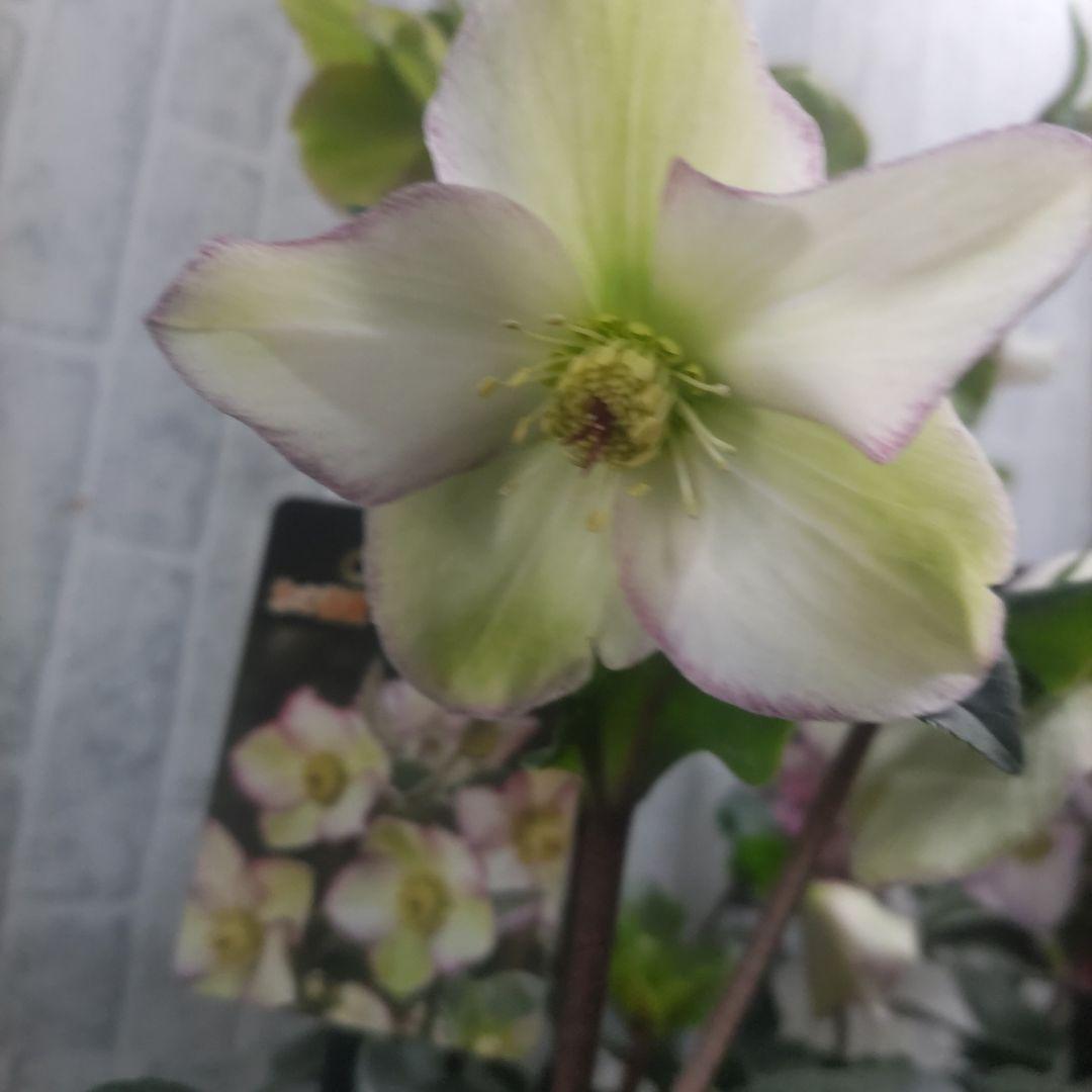 お買い得⭐️１３日入荷分⭐️クリスマスローズ⭐️氷の薔薇5号鉢⭐️5品種セット