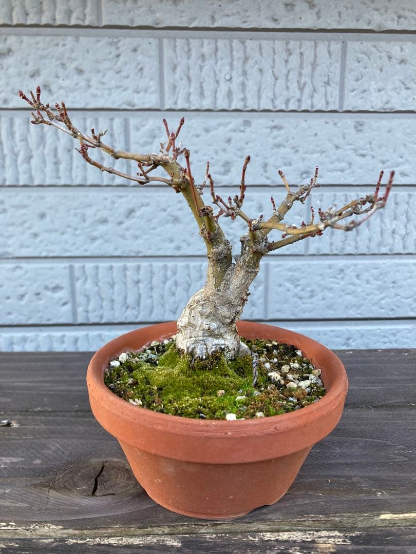 イロハモミジの盆栽