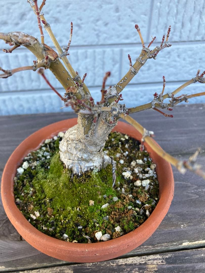 イロハモミジの盆栽