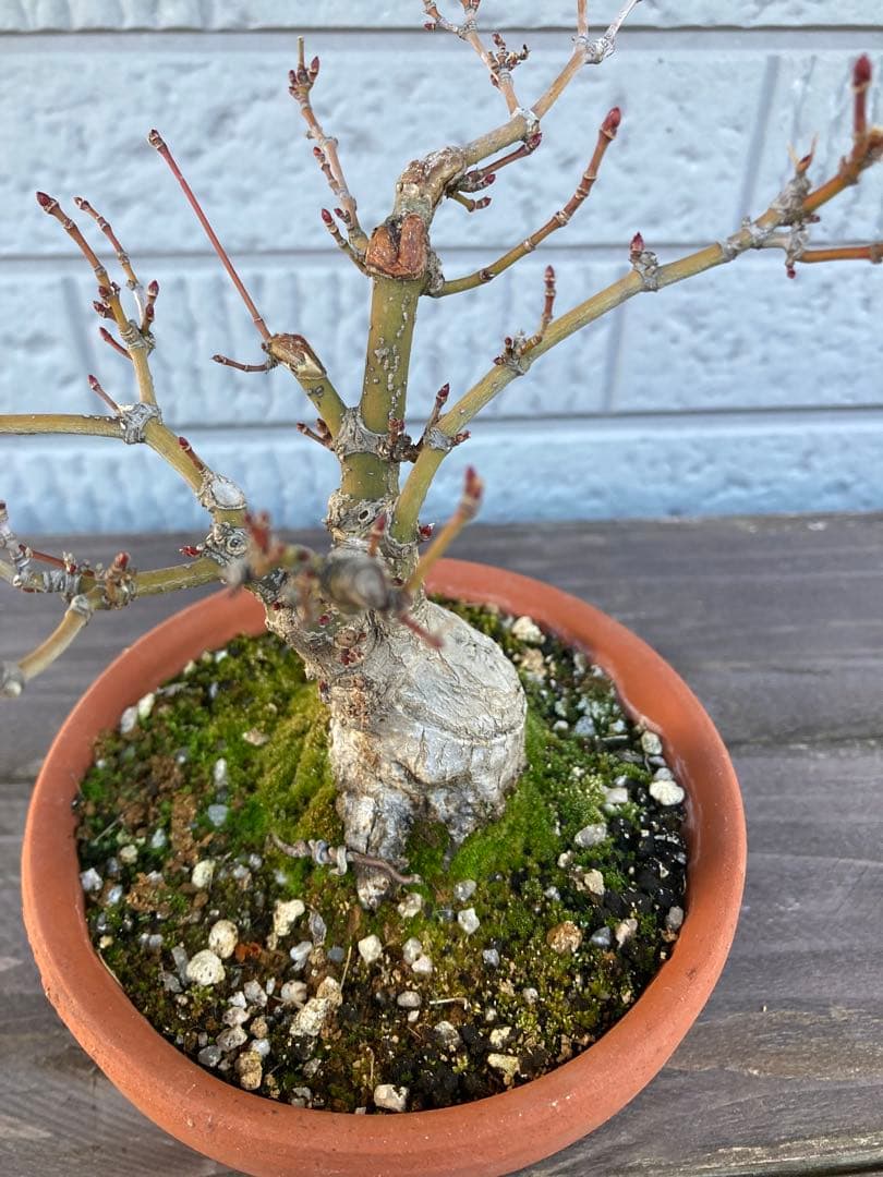 イロハモミジの盆栽