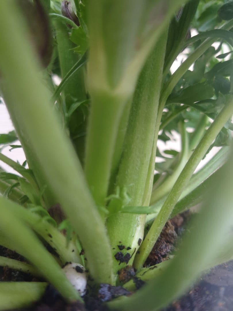 宿根草【廃盤決定】ラナンキュラス　ポンポン『ハーマイオニー』５号【大苗】♪