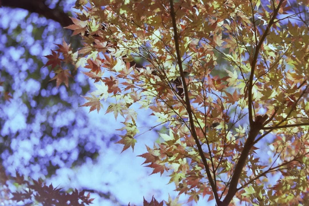 kotatsu様　最もシンプルなM型ライカ！Leica M1 フィルムカメラ