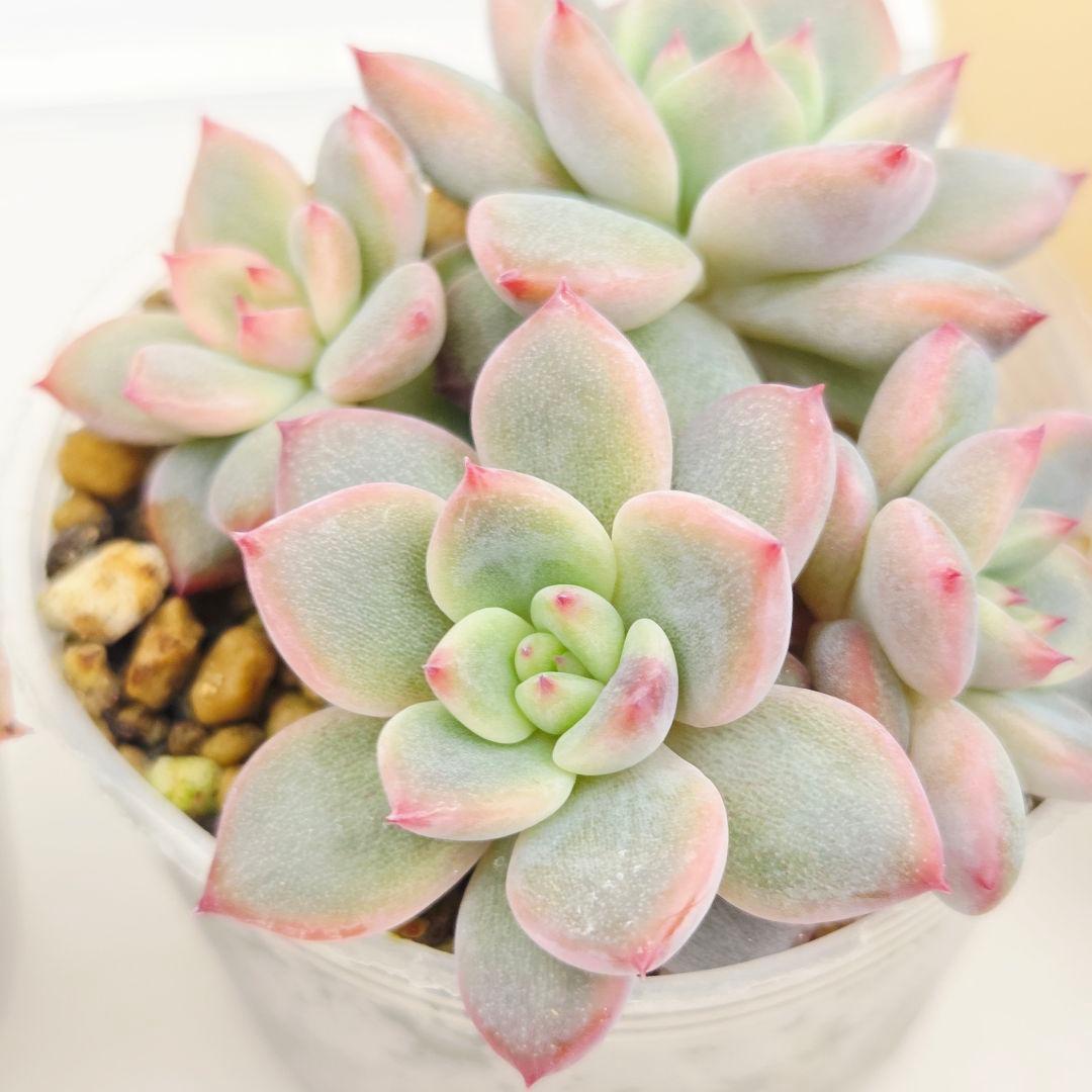 a*4様 ⑩大きめ ももホイップ❣️ミニマカロン交配❣️桃コロ❣️発根済6苗メル