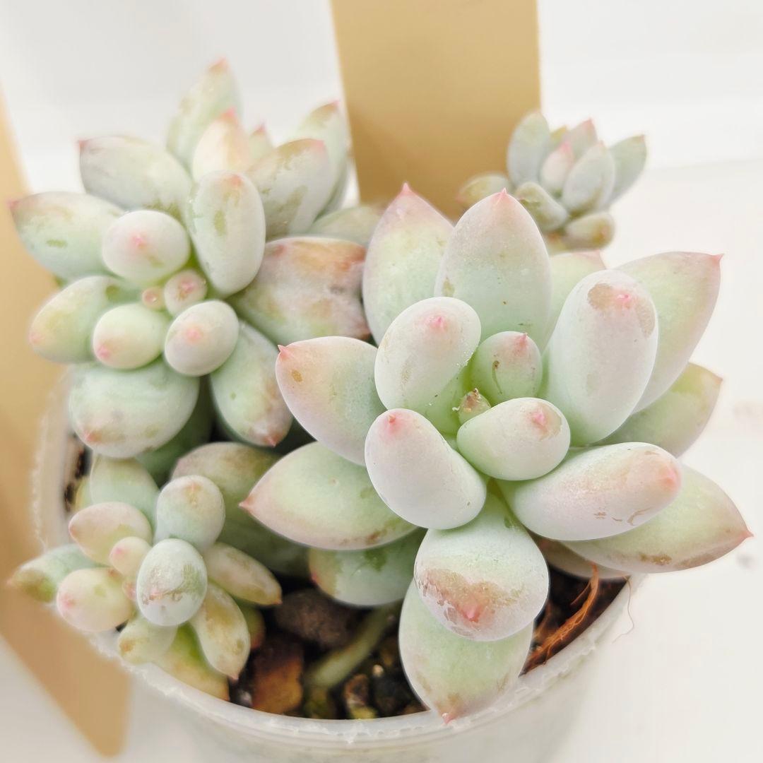 a*4様 ⑩大きめ ももホイップ❣️ミニマカロン交配❣️桃コロ❣️発根済6苗メル