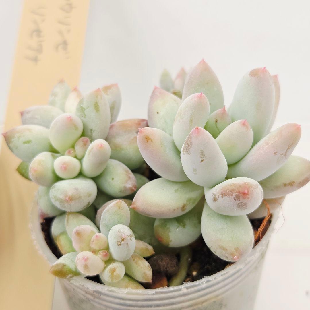 a*4様 ⑩大きめ ももホイップ❣️ミニマカロン交配❣️桃コロ❣️発根済6苗メル