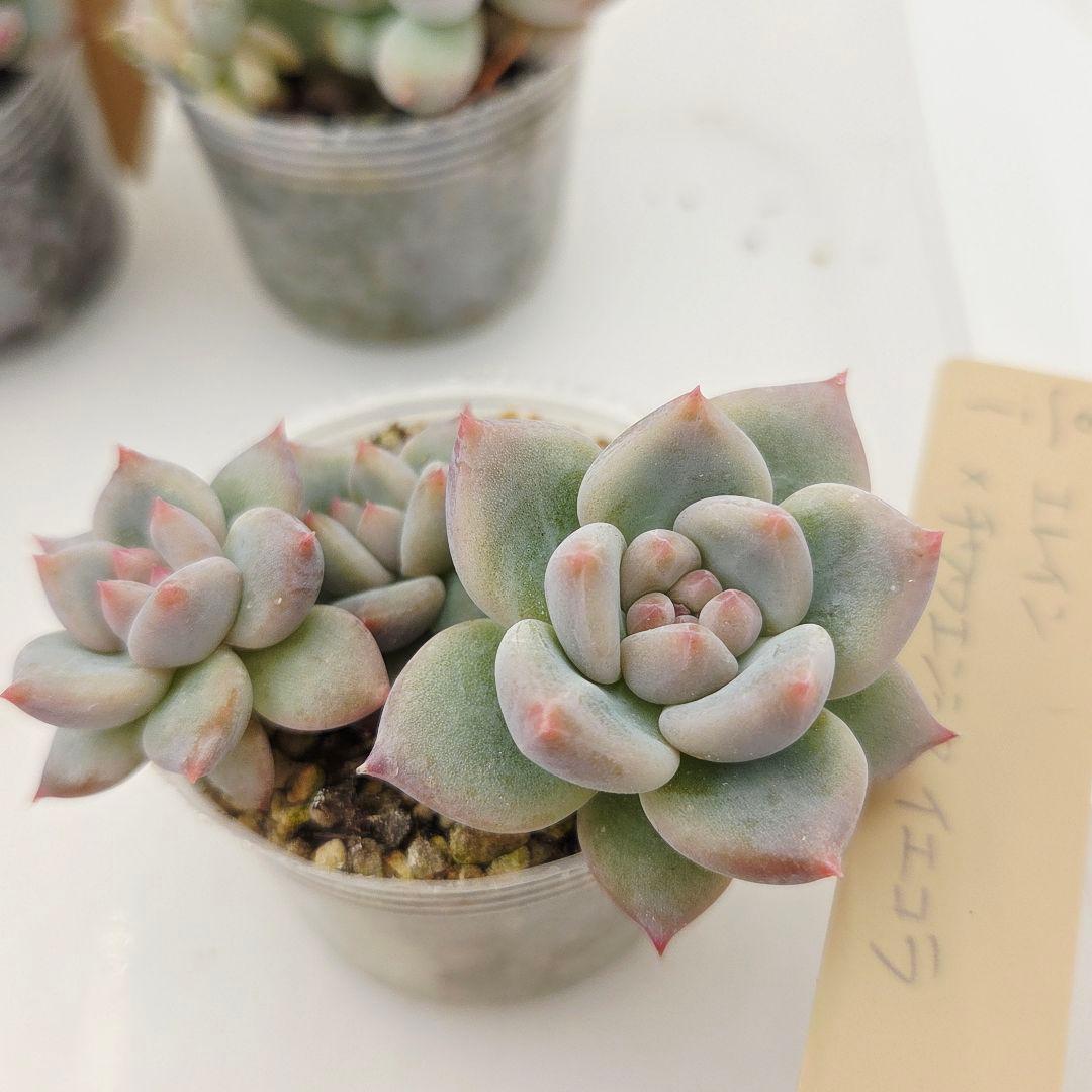 a*4様 ⑩大きめ ももホイップ❣️ミニマカロン交配❣️桃コロ❣️発根済6苗メル