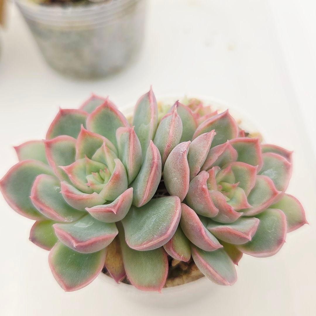 a*4様 ⑩大きめ ももホイップ❣️ミニマカロン交配❣️桃コロ❣️発根済6苗メル