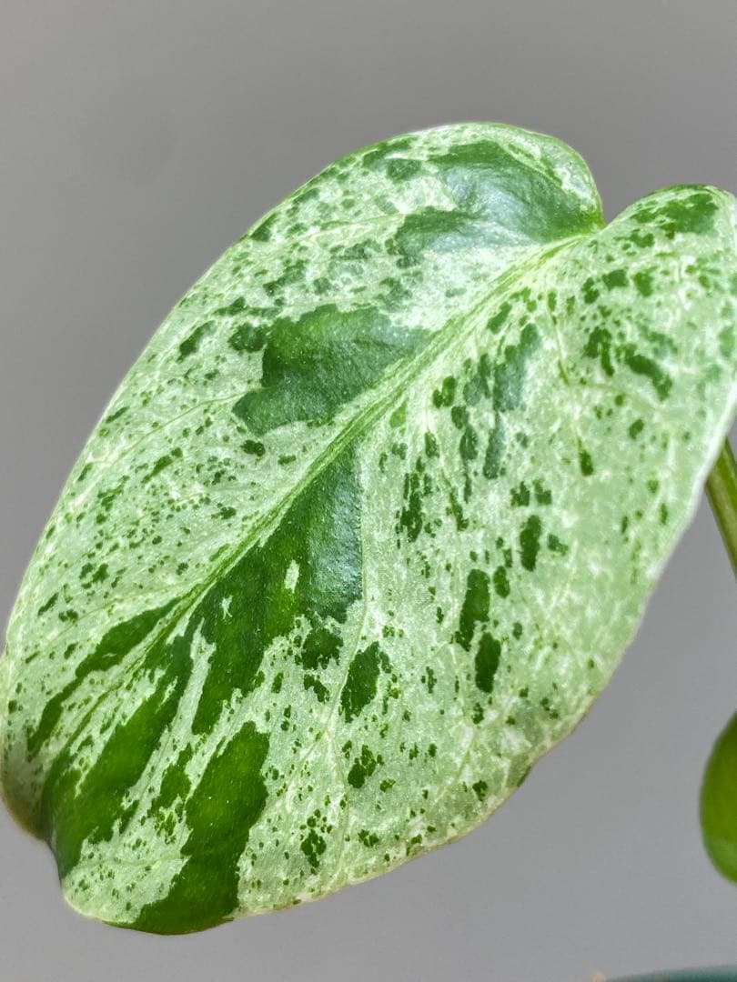 R*u様 【セール‼️】モンステラ　デリシオーサ　バルバソー　フシギダネ/ベトシ